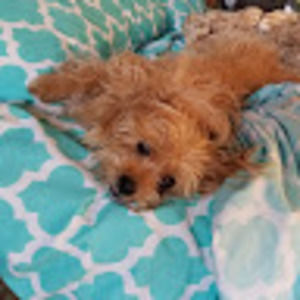 Meet your Posher, Suzanne